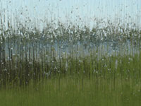Rain Rain
